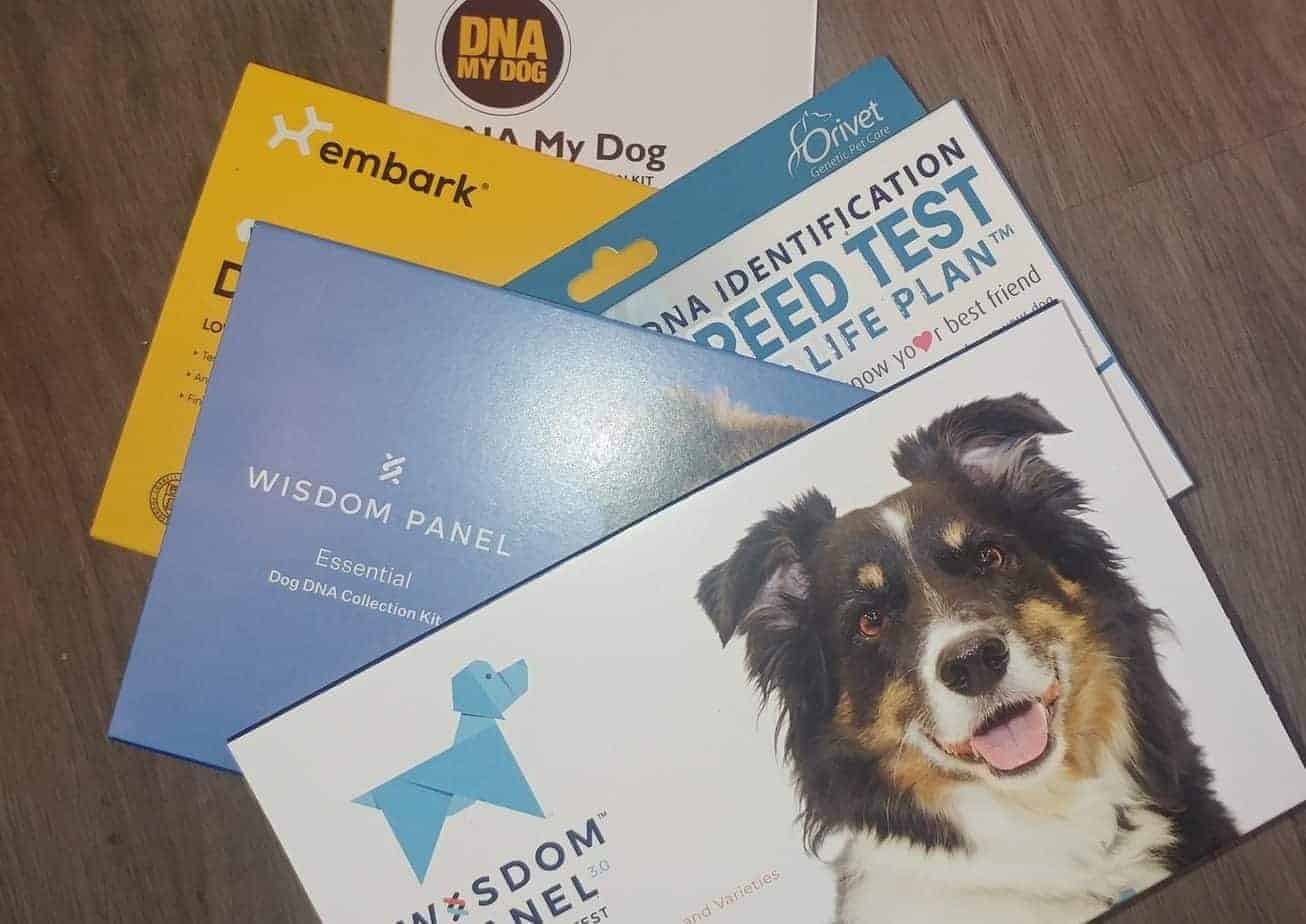 Best Dog DNA Test; 5 kits, same dog. Information you need!