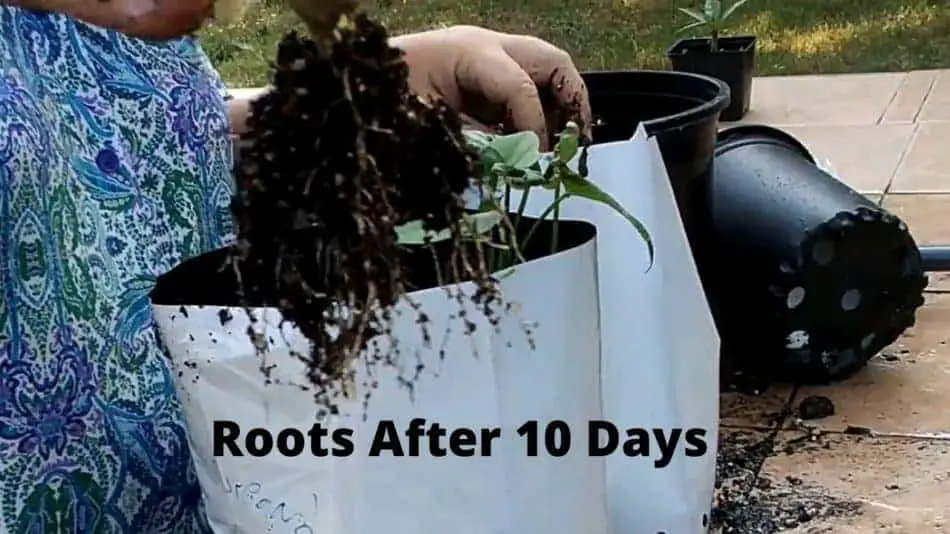 sweet potato roots transplant