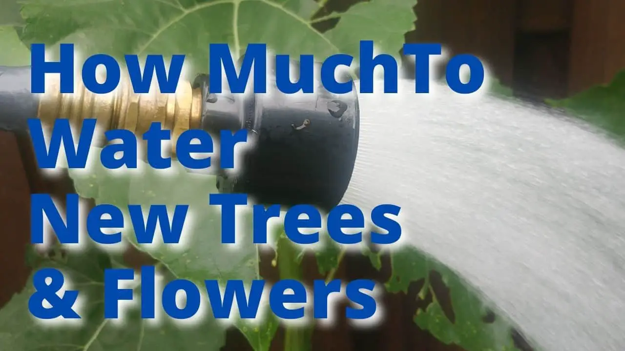 Water New Trees & Flowers – Volume, Frequency & Best Tips