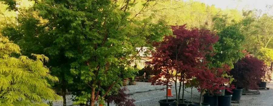 Why Is My Japanese Maple Turning Green?