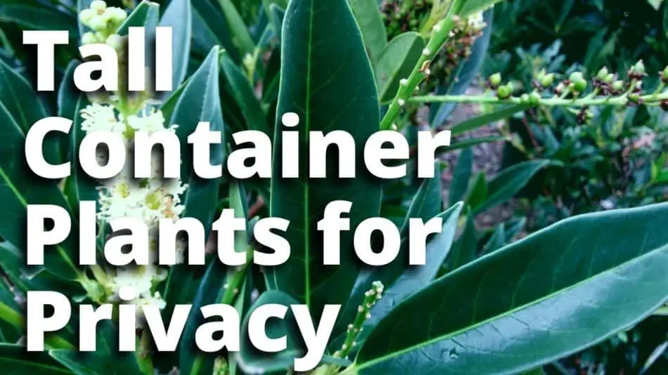 Tall Container Plants Privacy
