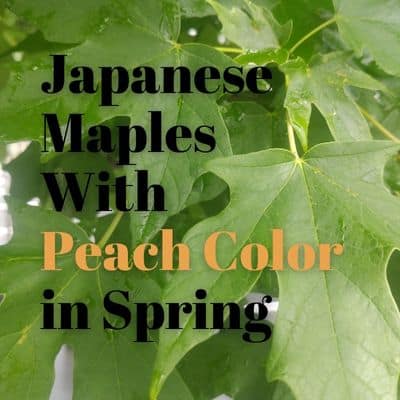 Japanese Maples W/ Unusual  Peach Color on New Leaves In The Spring