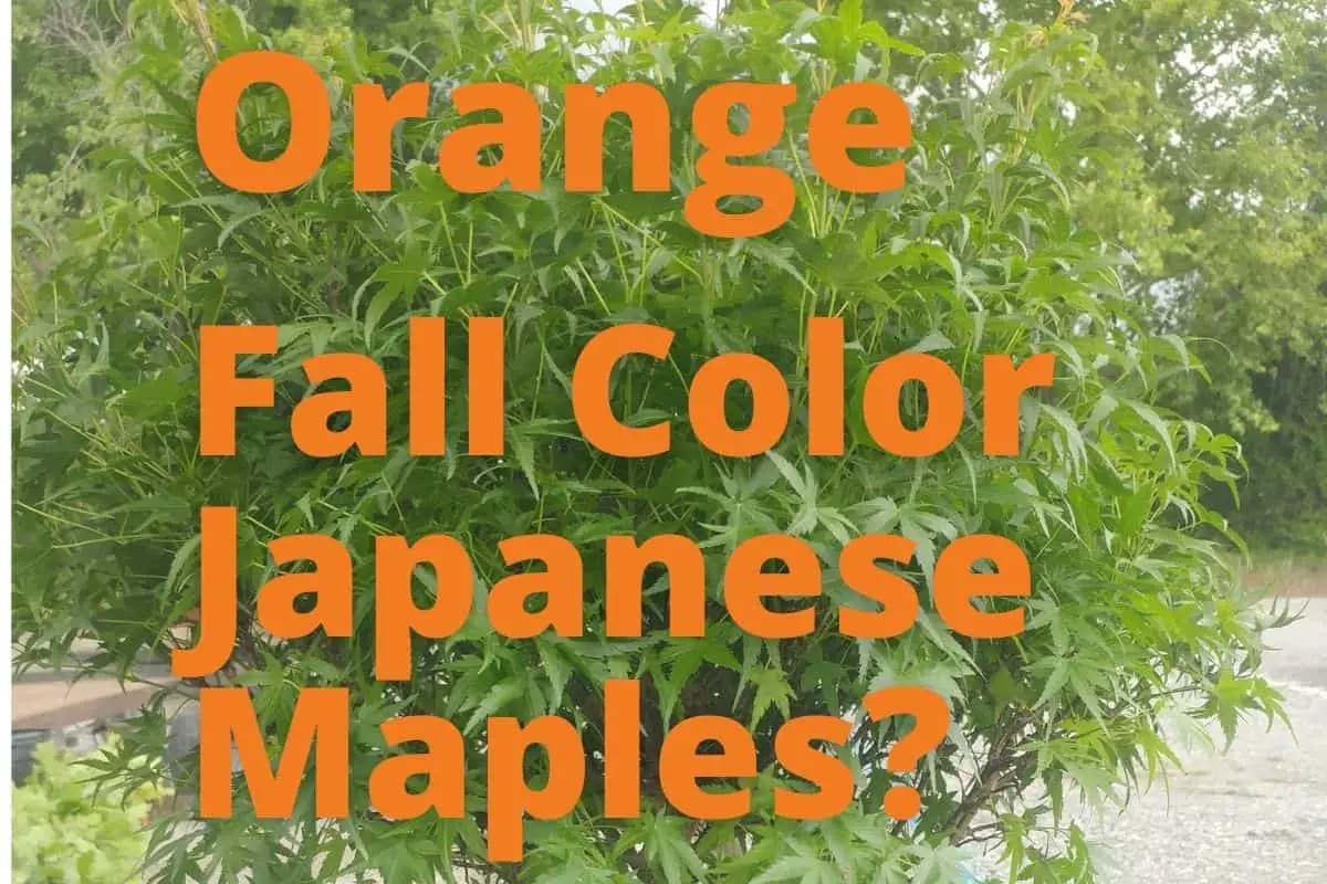 What Japanese Maples Are Orange In The Fall?￼