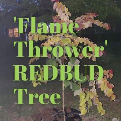 Should You Buy It? Cercis canadensis ‘Flame Thrower’ Redbud